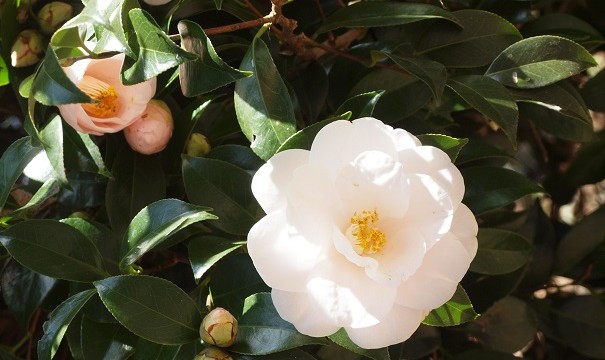 OLYMPUS DIGITAL CAMERA